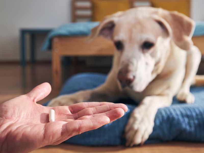 vitamini za pse najboljše kvalitete