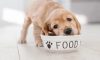 Kakšna bi morala biti hrana za pasje mladiče?