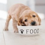 hrana za pasje mladiče
