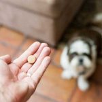 Vitamini za pse, ki jih vaš hišni ljubljenček potrebuje za boljše zdravje vitamini za pse