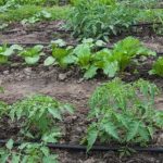 Učinkovito in preprosto kapljično namakanje vrta kapljično namakanje vrta